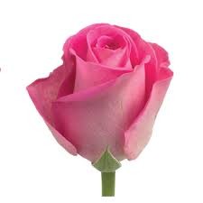 Pink Roses